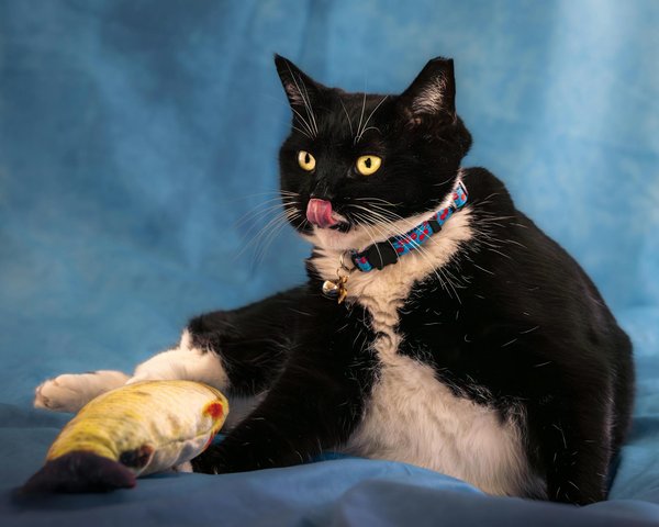 Comment les dauphins forment-ils des alliances sociales dans leurs groupes et pourquoi est-ce important?