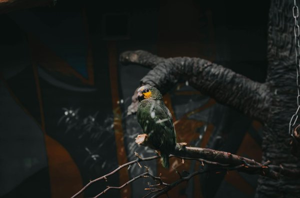 Races de chats : nos conseils pour faire le bon choix