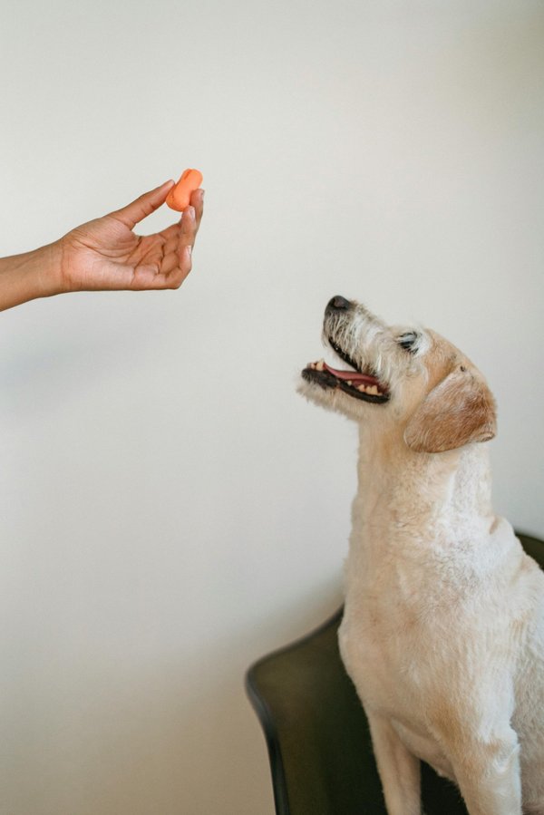 Friandises naturelles pour chien : un choix sain et savoureux