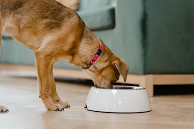 Dog Chef avis : une alimentation sur mesure pour votre chien