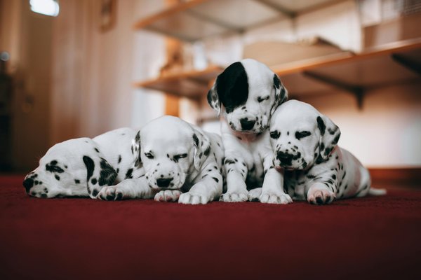 Litière chien : dites adieu aux mauvaises odeurs !